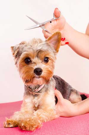 Is There A Blood Test For Early Cancer Detection In Dogs?