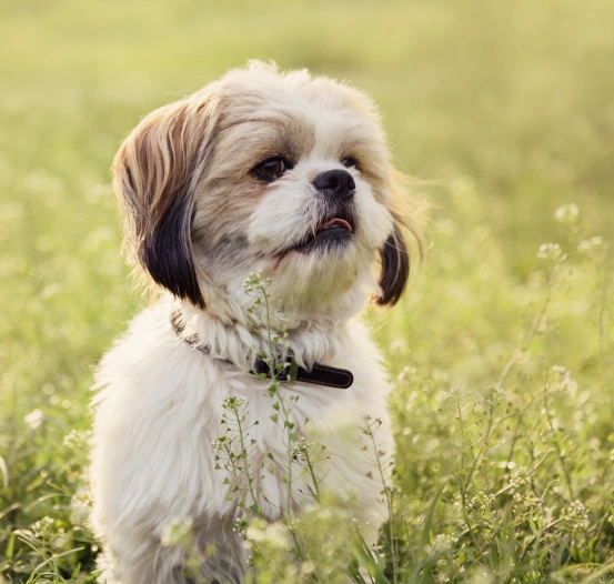 Flexible Payment Options Available With Snout Wellness Plans