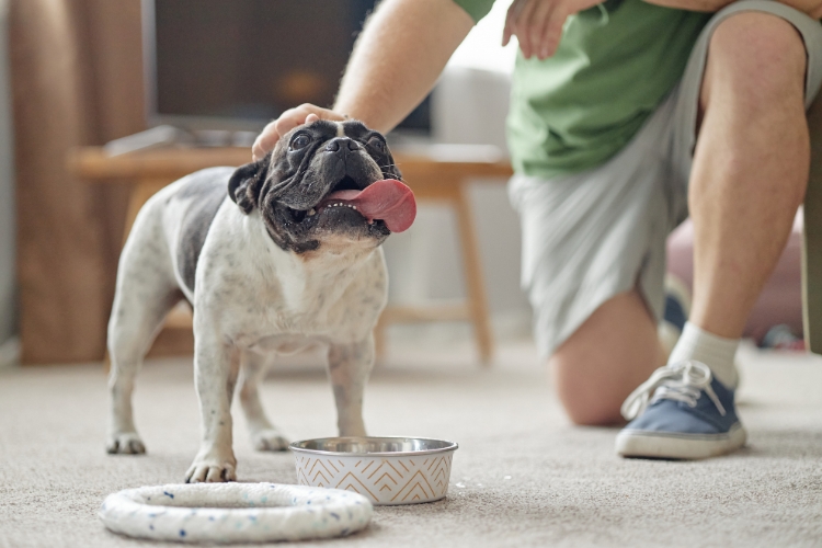 Preventing Obesity in Pets