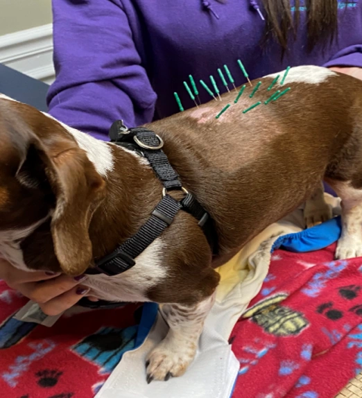 Integrative-Therapy-Services-for-Pets