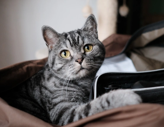 health-certificates-Health-Documentation-for-Pet-Travel