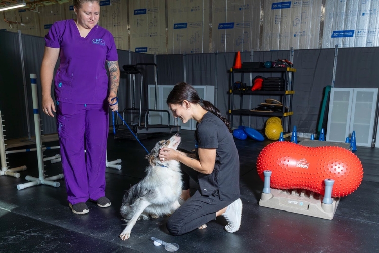 helping-your-pet-heal-and-move-with-confidence