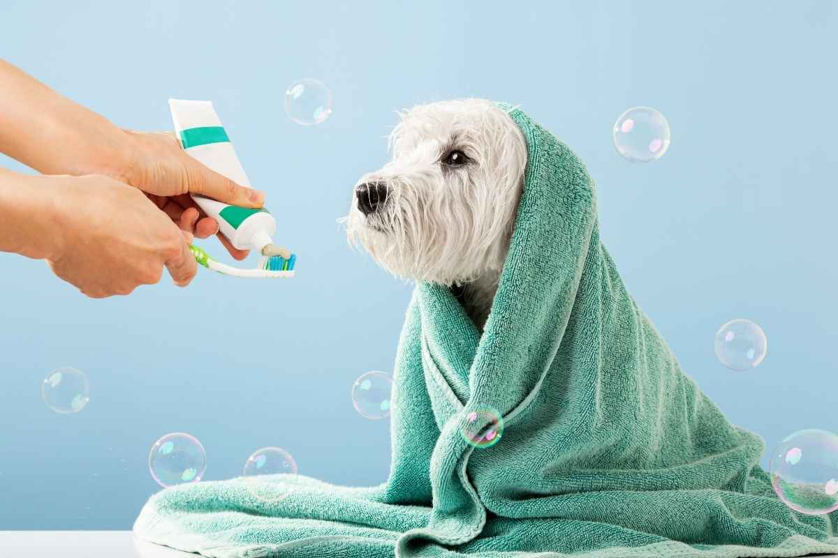 Best Vet-Recommended Dog Toothpaste and Toothbrush Brands