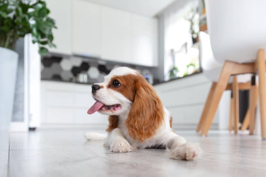 Best Food for Diabetic Dogs: What Vets Recommend Most