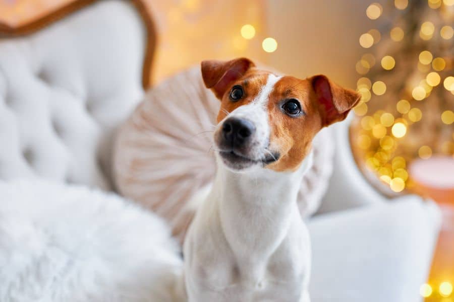 Dog Seizures: What Pet Owners Should Do Before Reaching the Veterinarian