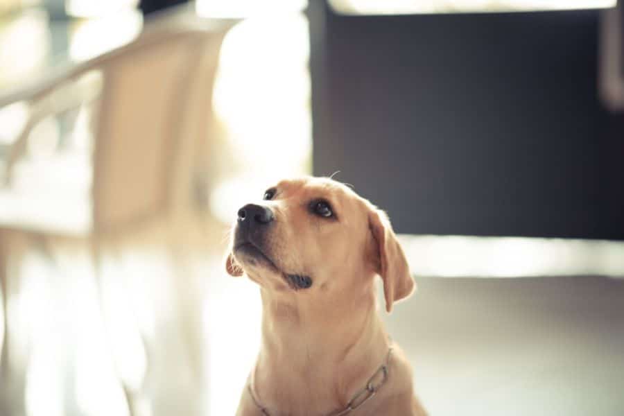 How To Keep Your Pet Safe In The Summer Heat