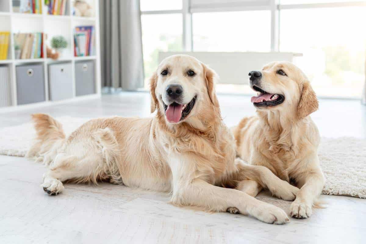 My Pet Fell From a Height: Signs You Should Seek Veterinary Care