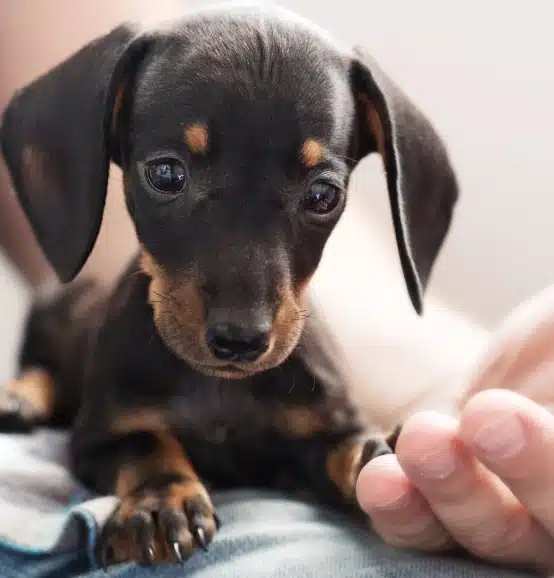 Dachshund puppy being gently petted by its owner