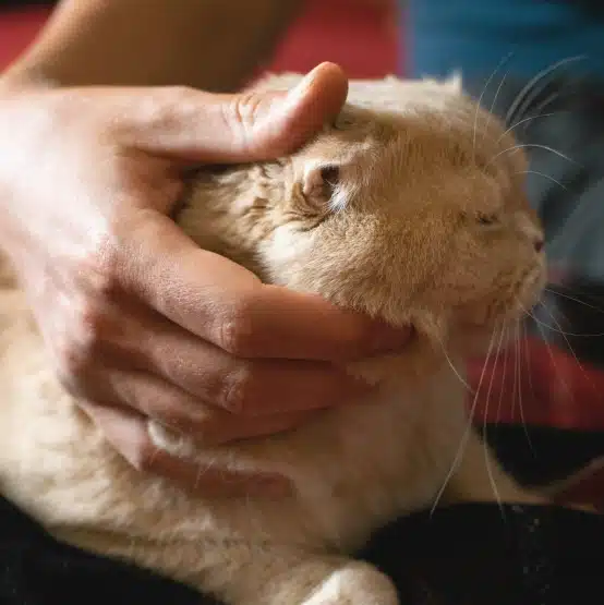 Owner affectionately holding and petting a cream-colored cat