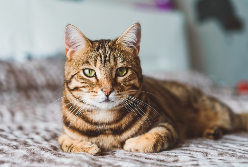 top-signs-your-pet-needs-urgent-care-right-away