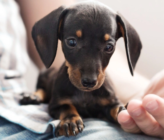 When Your Pet Needs Emergency Care