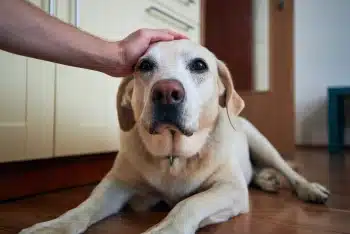 urgent pet care