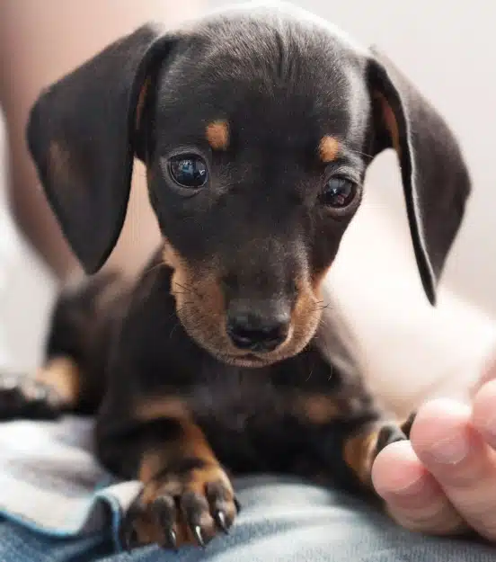 Urgent Care for Dogs and Cats in Charlotte, NC