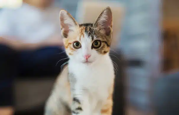 Microchipping