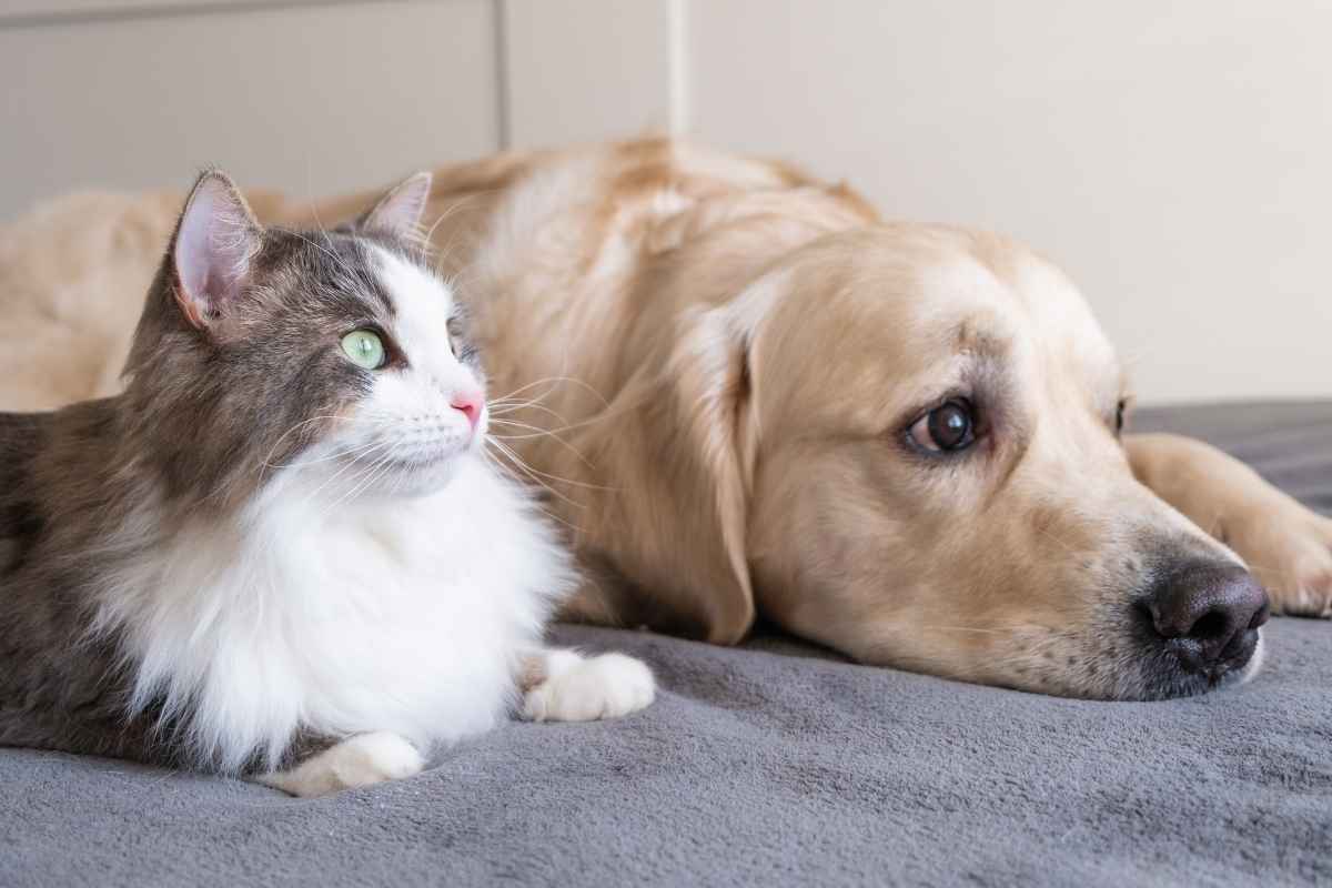 loss-of-appetite-in-pets-urgent-care