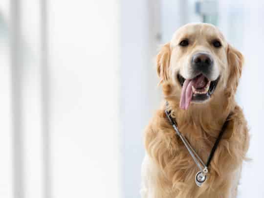 Dog Choking or Gagging What Every Owner Should Know