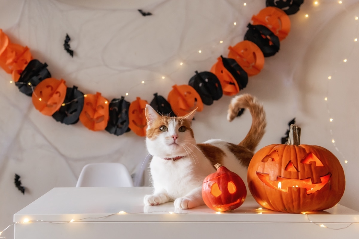 halloween-visitors-stress-indoor-cats