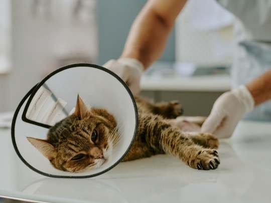 how-pain-management-helps-pets-recover-after-surgery